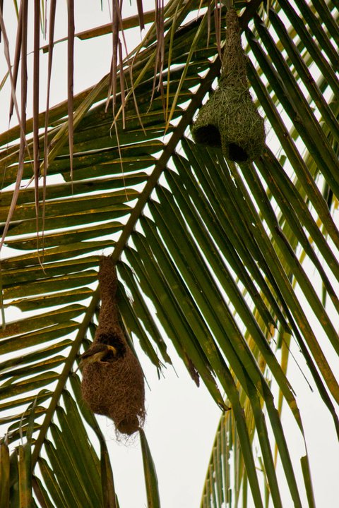 Baya Weaver