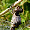 Slaty Skimmer