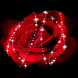 Red Shim Rose Live Wallpaper