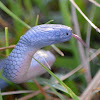 Eastern Small-eyed Snake