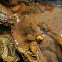 Common Mud Crab