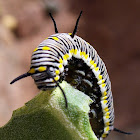 Plain Tiger caterpillar
