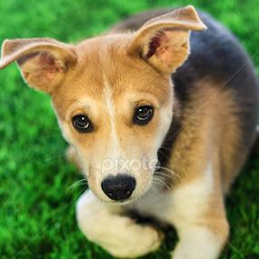 My Love Sassy by Stefanus Ming - Animals - Dogs Portraits