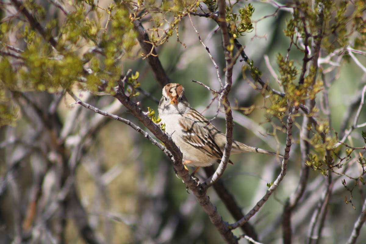 Song Sparrow