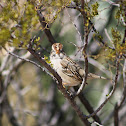 Song Sparrow