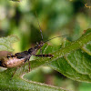 Thread-legged bug nymph