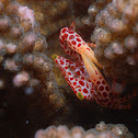 Red spotted coral crab