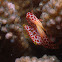 Red spotted coral crab