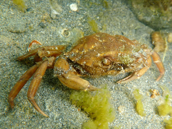 Mediterranean crab. Cangrejo mediterráneo | Project Noah