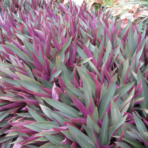 Moses in the Cradle / Oyster Plant Project Noah