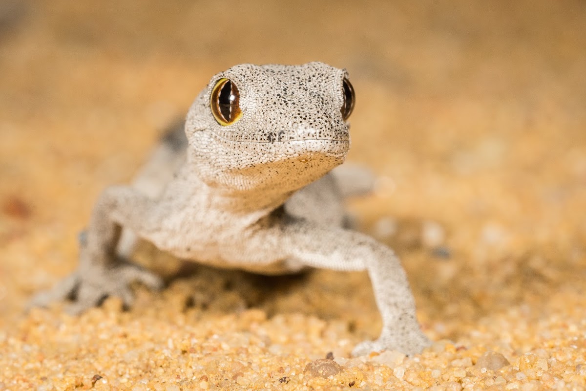 Spiny-tailed Gecko