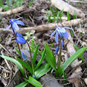 Siberian Squill