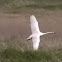 Mute swan