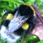 White tailed Bumble bee