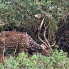 Chital/ Axis Deer