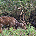 Chital/ Axis Deer