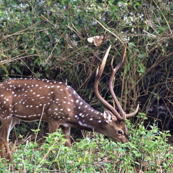 chital axis deer project noah