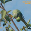 Rose-ringed Parakeet