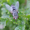 Flesh Fly Drinking