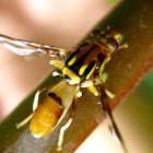 Wasp Fly