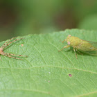 Spider & cicada stand-off