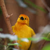 Taveta Weaver