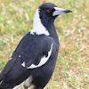 Queensland Australian Magpie