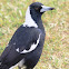 Queensland Australian Magpie