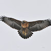 Black Chested Buzzard Eagle-juvenile and mature