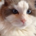 Tommy the ragdoll cat