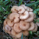 Hen of the woods mushroom