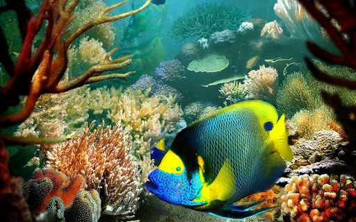 【免費個人化App】Tropical Fish live wallpaper-APP點子