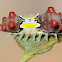 Mottled cupmoth - larva
