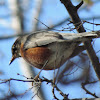 American Robin (male)