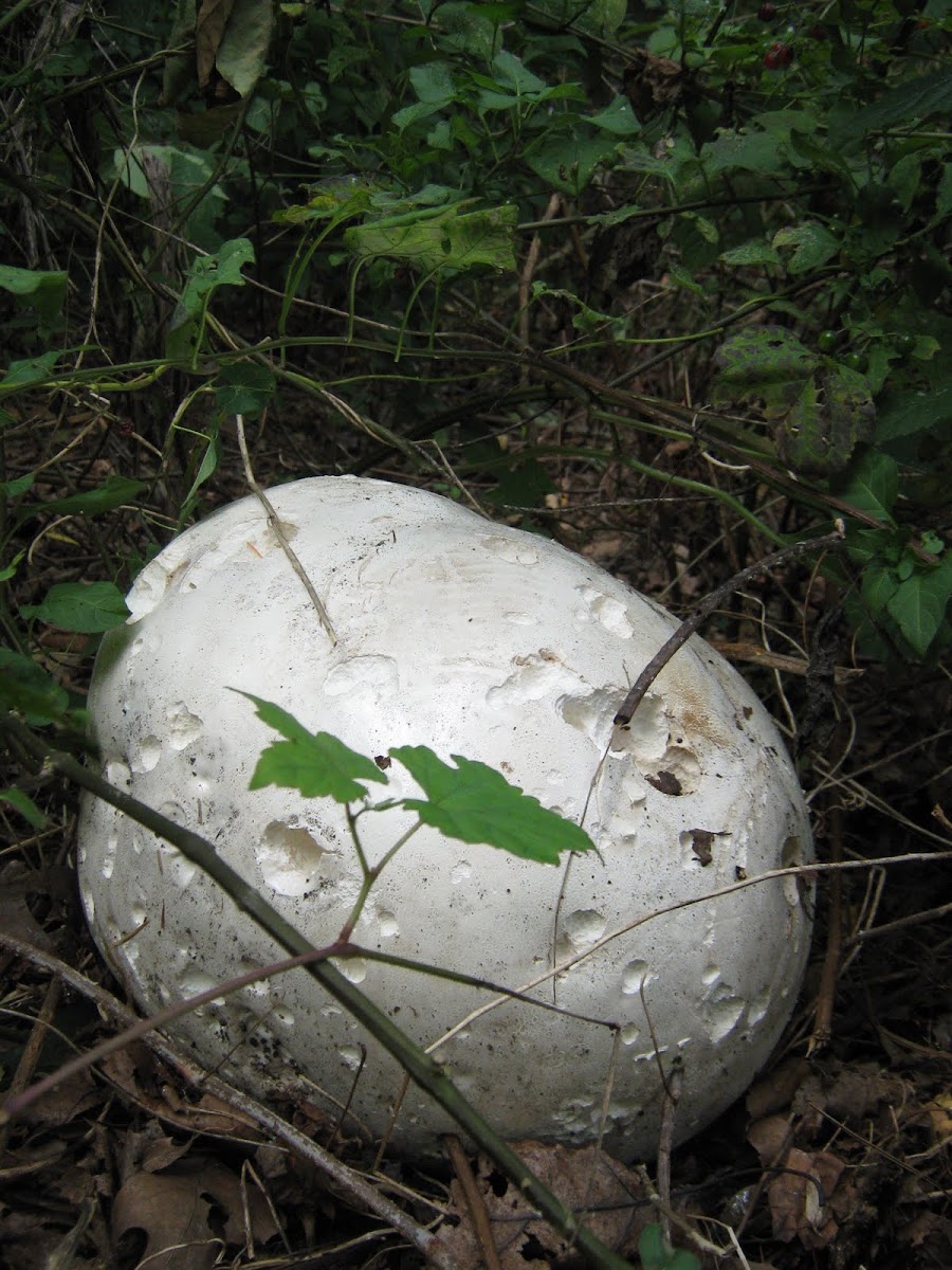 Calvatia gigantea