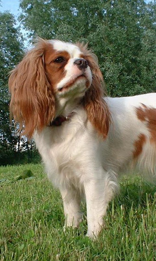 免費下載個人化APP|Cavalier King Charles Spaniels app開箱文|APP開箱王