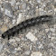 Walnut Caterpillar