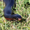 Red-bellied Black Snake