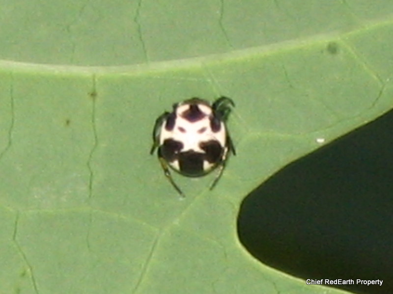 Cyrtarachne keralensis spider