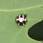 Cyrtarachne keralensis spider