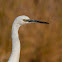 Garceta común (Little Egret)