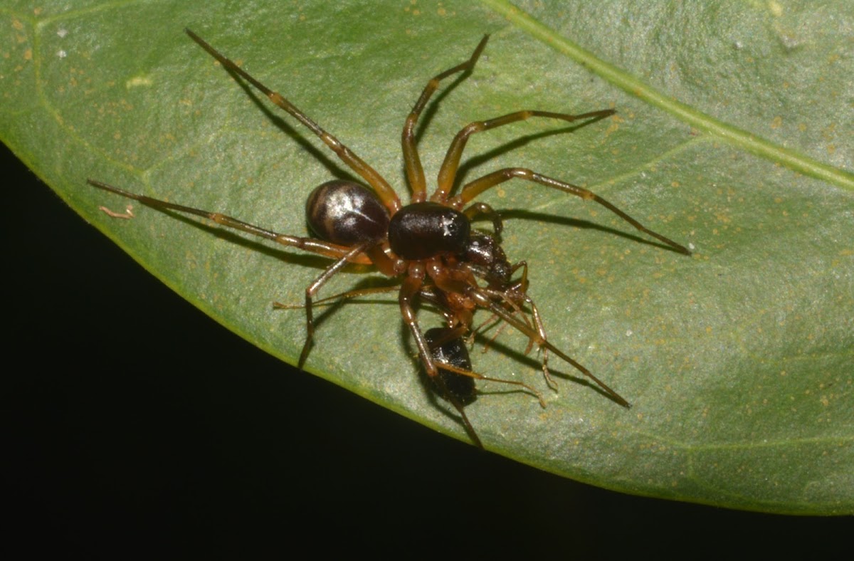 Ant Spider