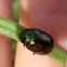 Rosemary Beetle / Ružmarinova zlatica
