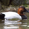 Canvasback