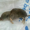 Southern Short-tailed Shrew