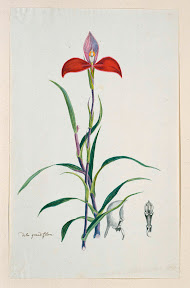 Disa uniflora Bergius