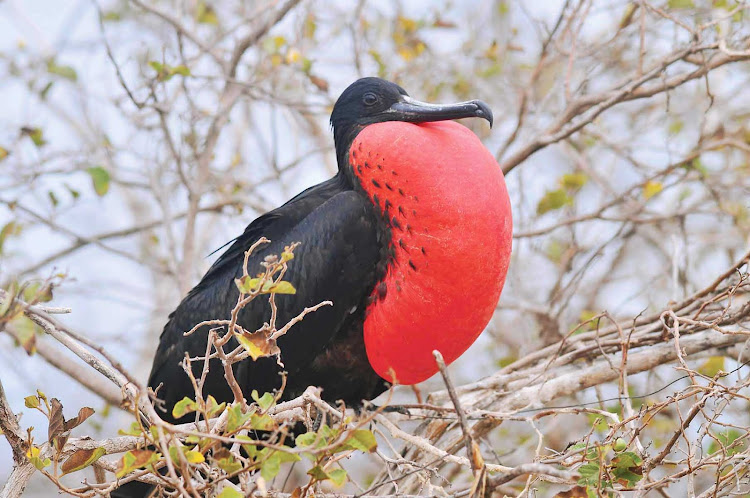 A male frigatebird, whose red pouch inflates during breeding season to attract a mate. 
