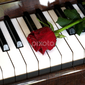 romance... by Almas Bavcic - Artistic Objects Musical Instruments