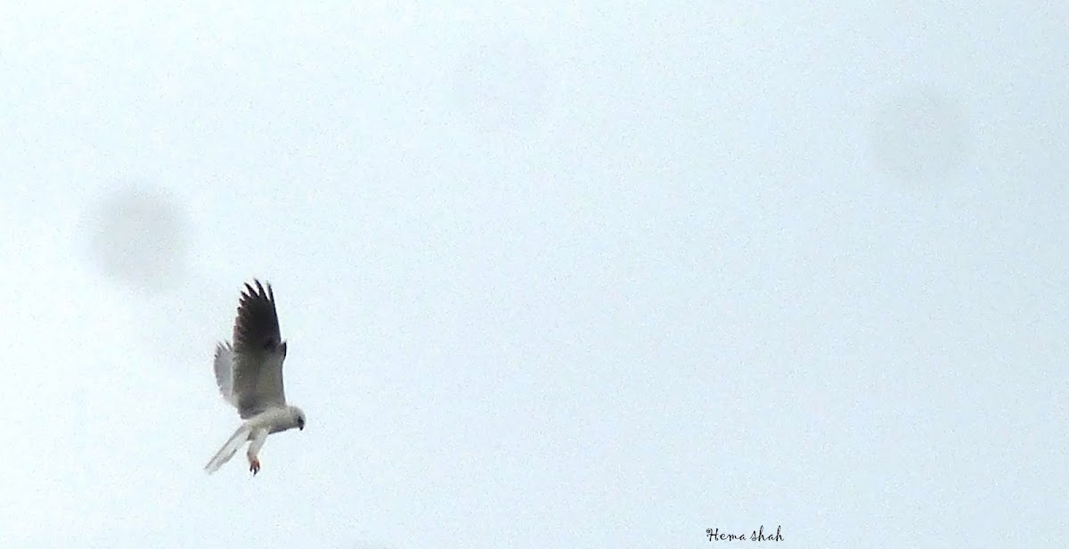 White tailed Kite
