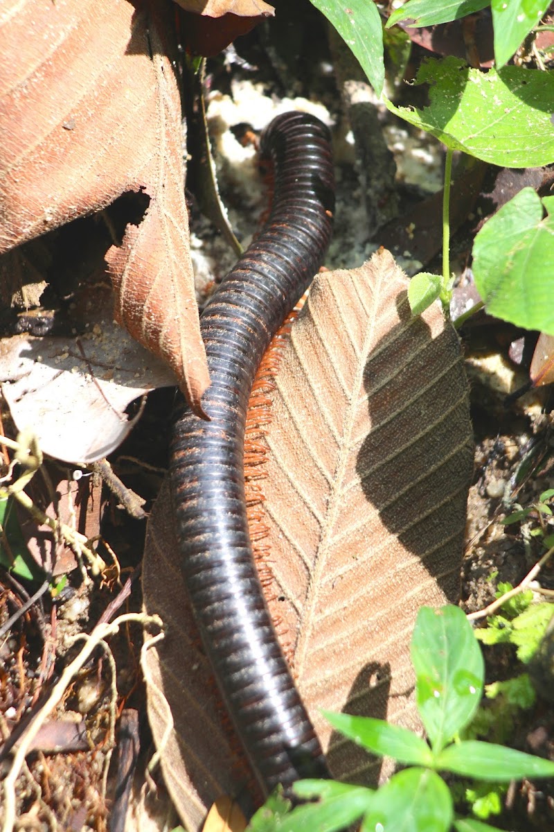 Giant black millipede